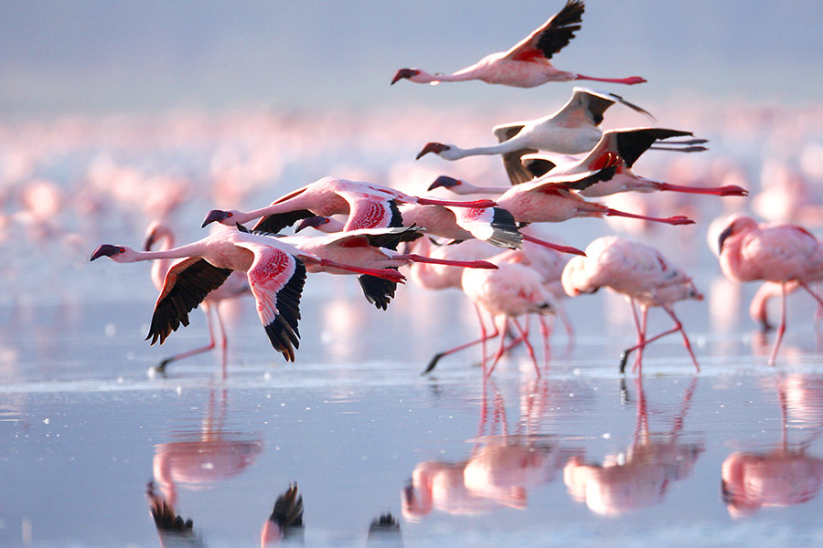 LAKE NATRON FLAMINGO