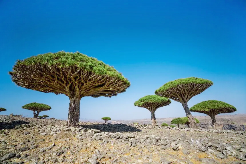 Socotra Island