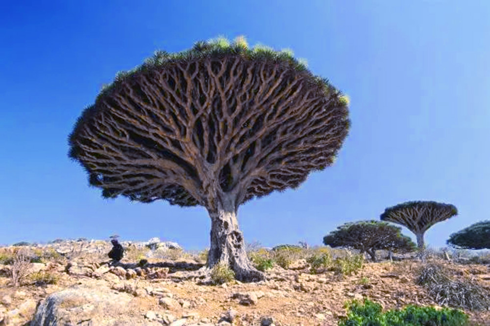 Socotra Island