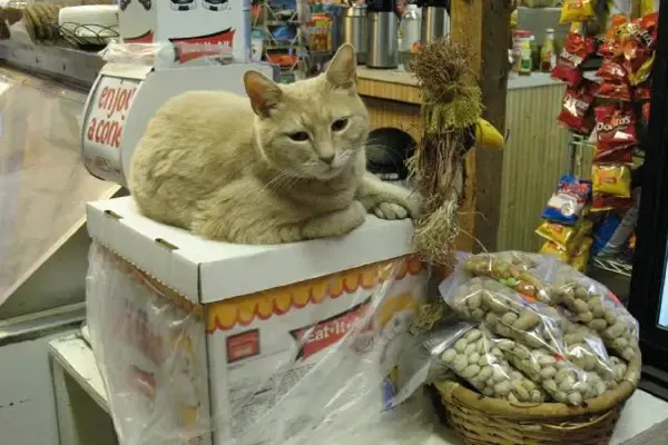 Stubbs the Town Leader