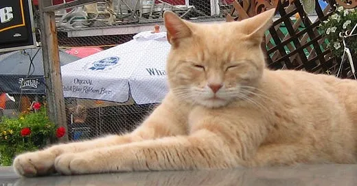 Stubbs the Town Leader