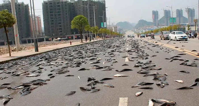 fish rain