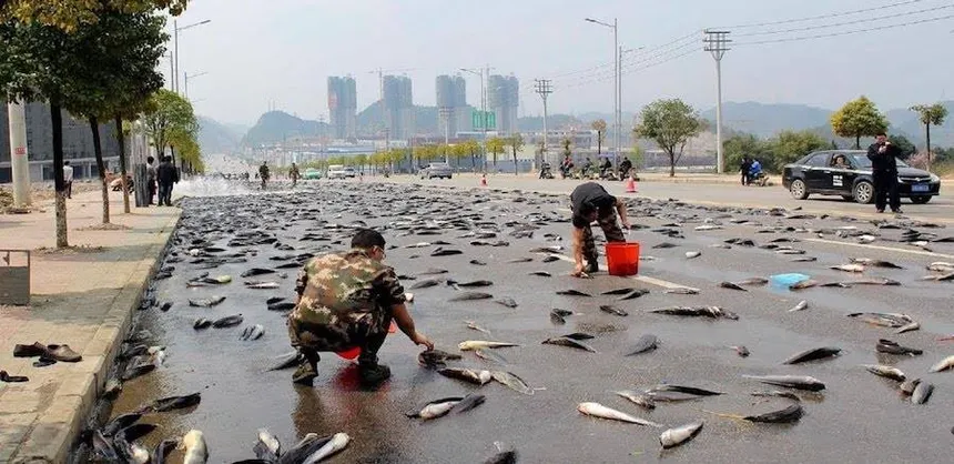 fish rain