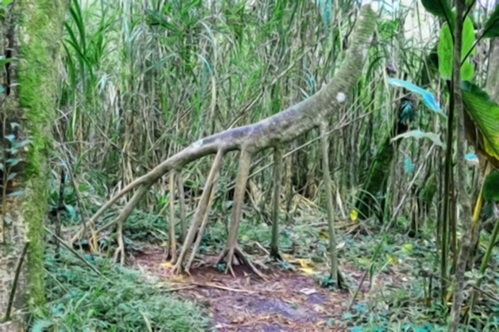 Walking Tree
