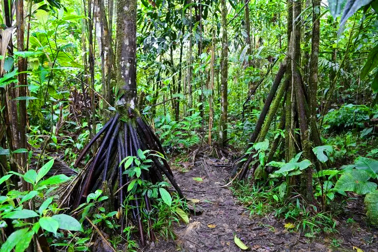 Walking Tree
