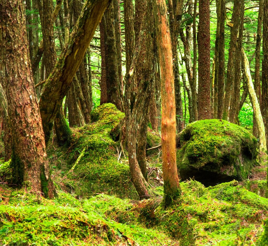 Aokigahara