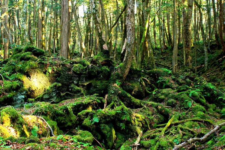 Aokigahara