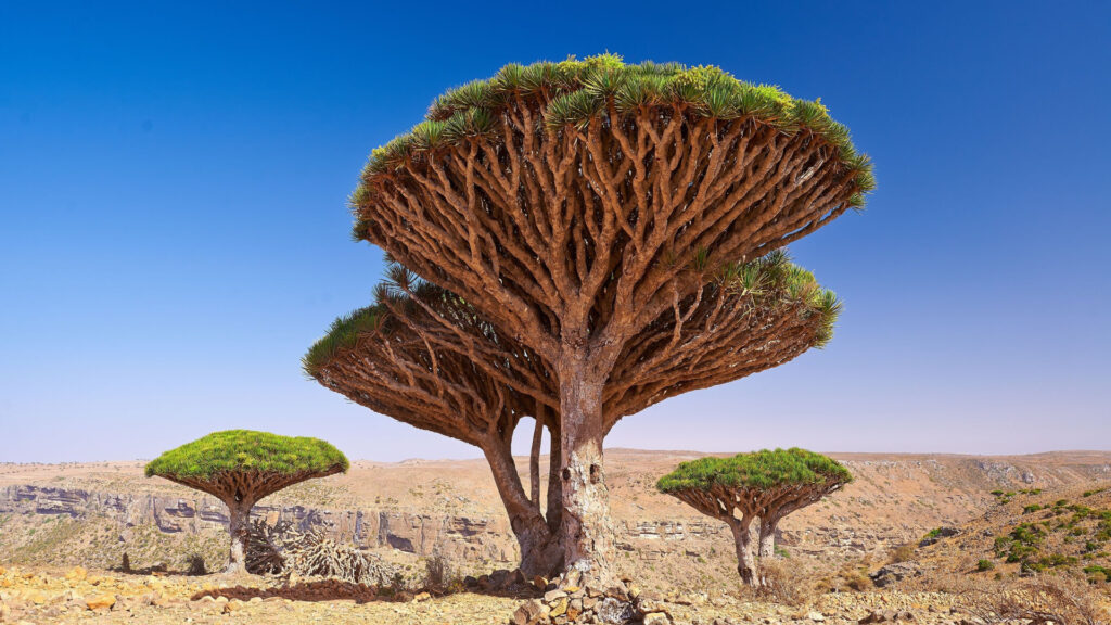 DRAGON BLOOD TREE