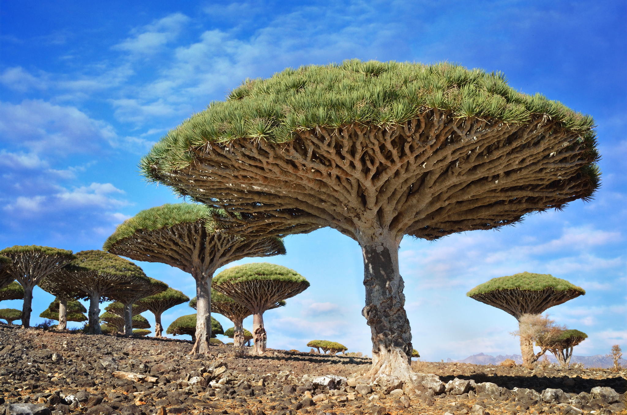 DRAGON BLOOD TREE