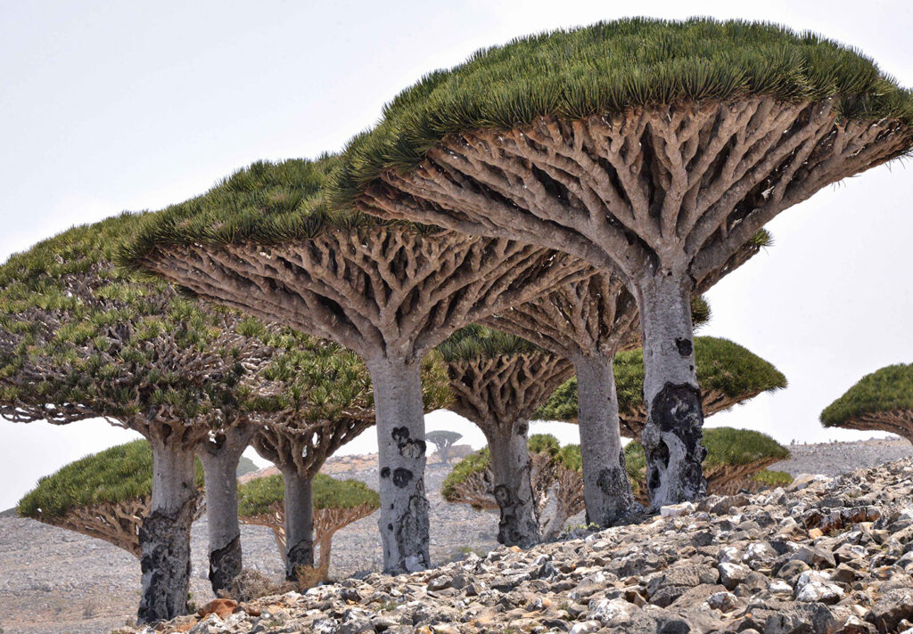 DRAGON BLOOD TREE 