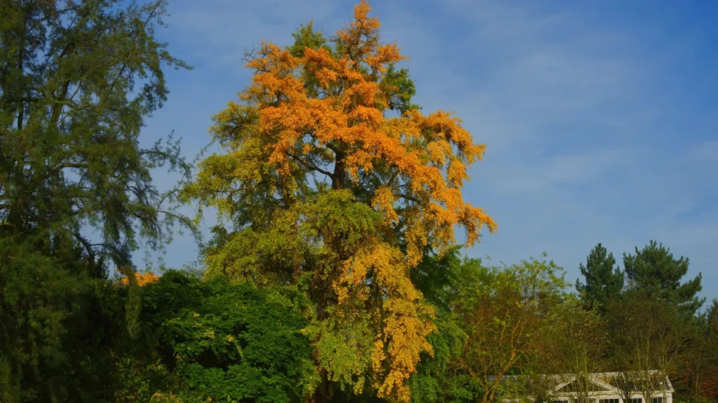 Ginkgo biloba