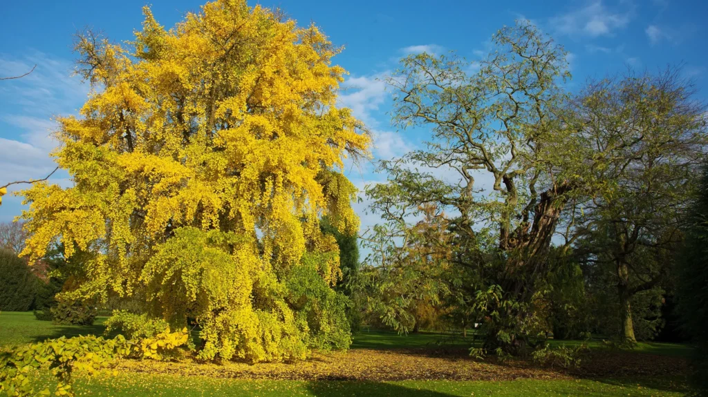 Ginkgo biloba