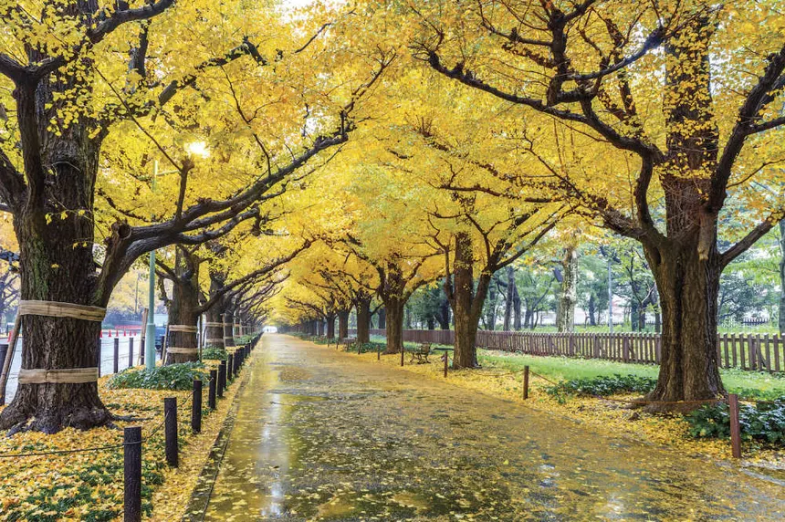 The World’s Oldest Ginkgo Biloba Tree,  A Living Witness from the Age of Dinosaurs