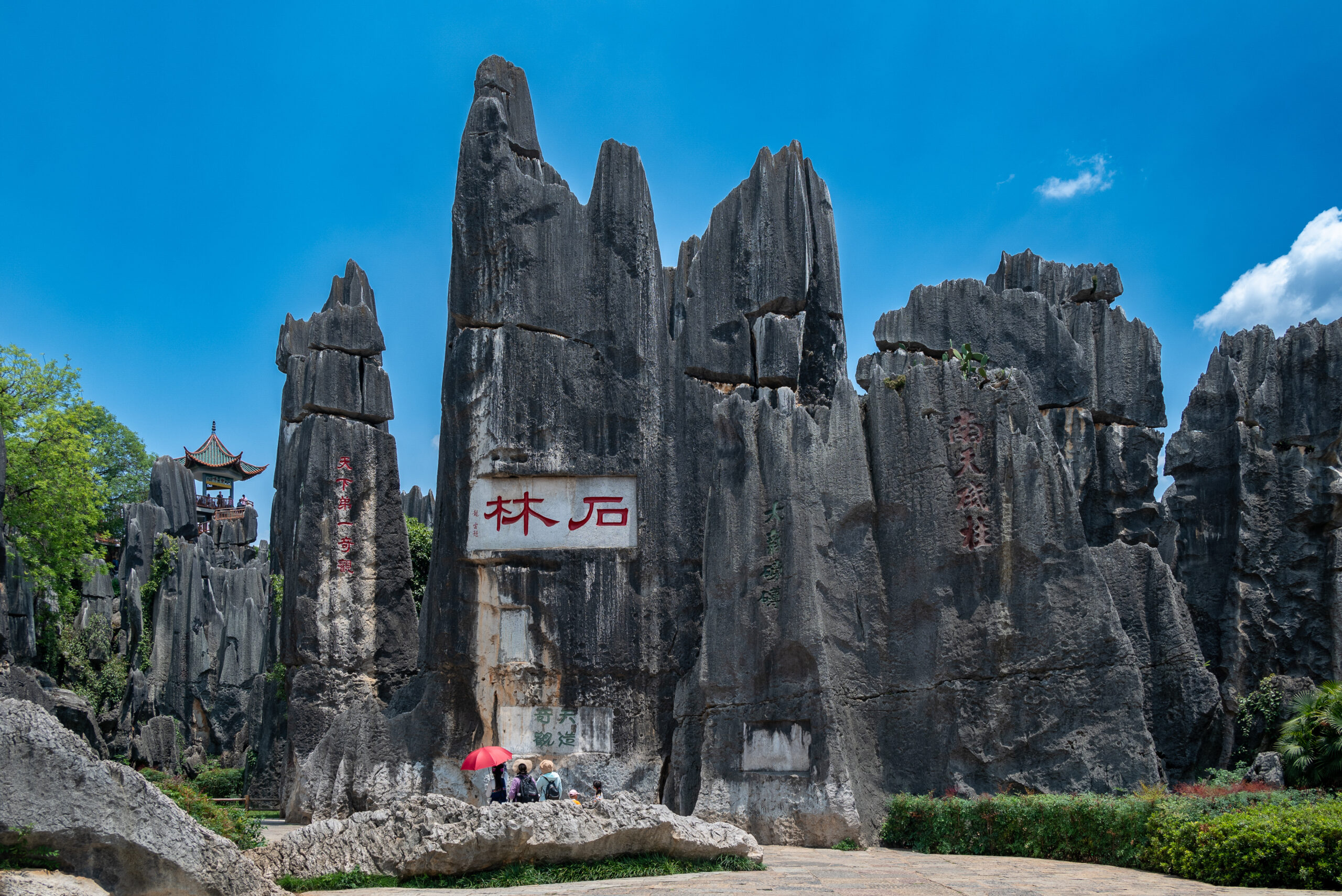 STONE FOREST