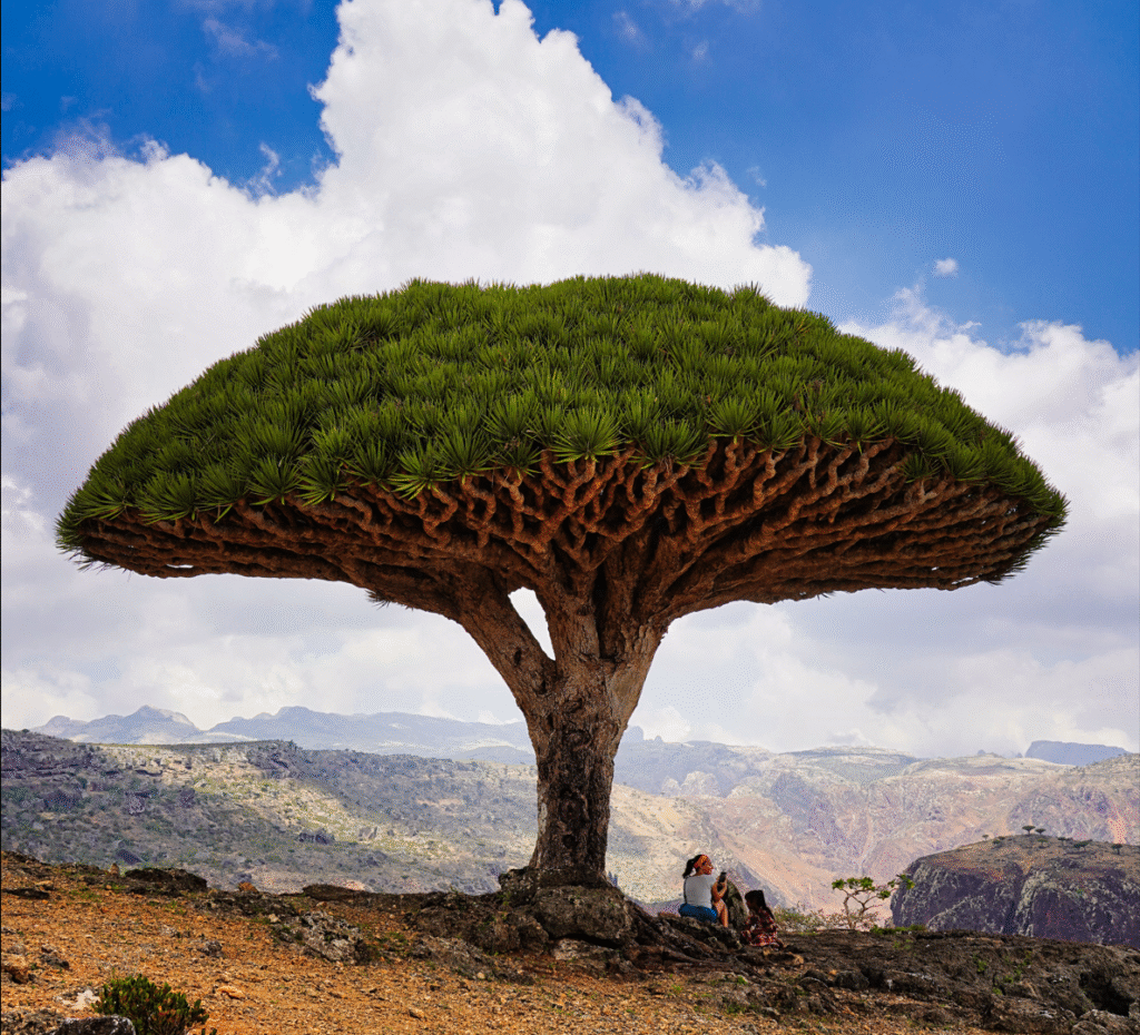 Socotra