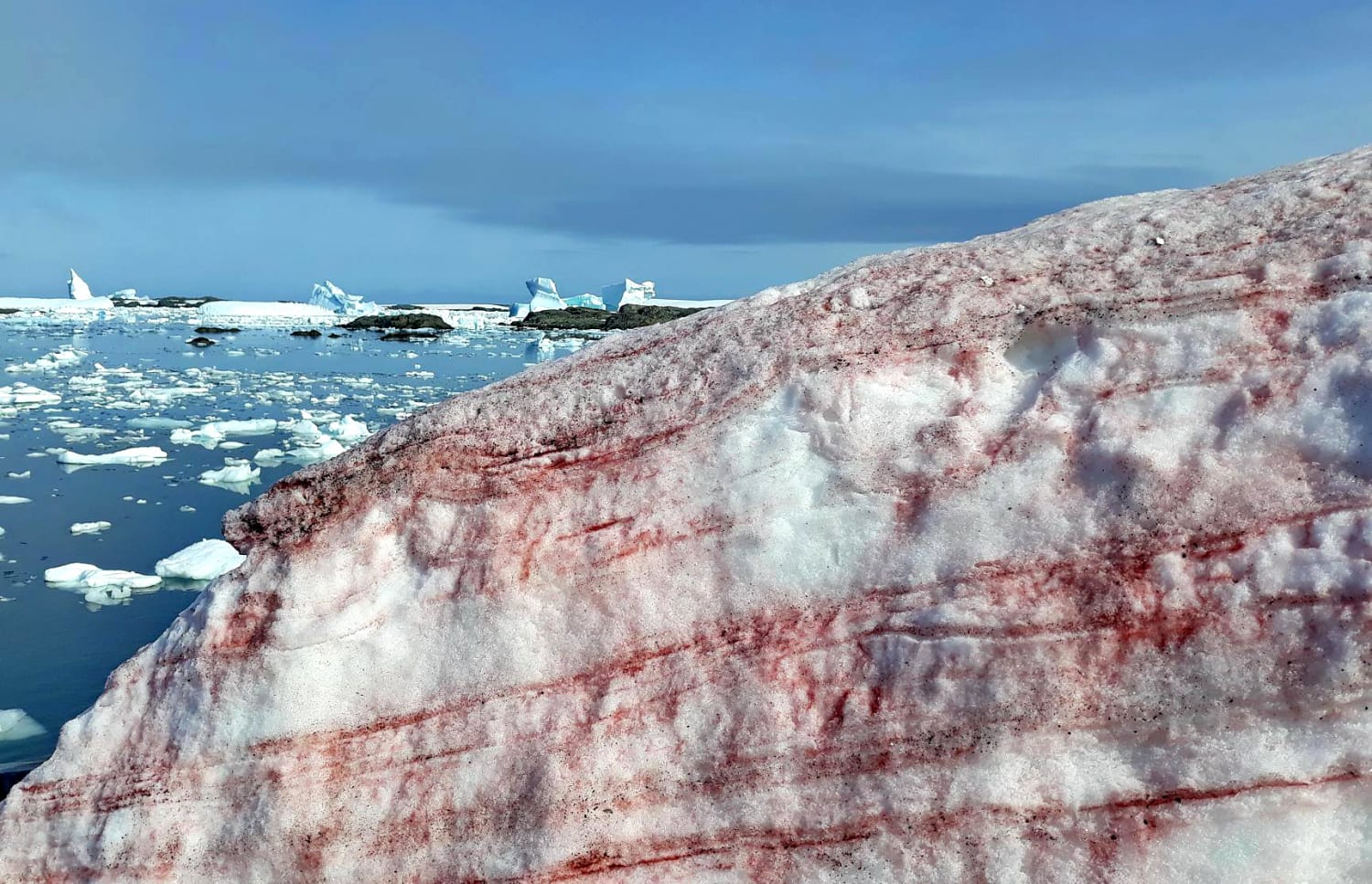 RED SNOW