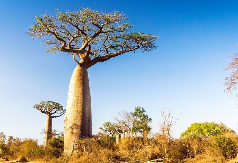 The Baobab Tree (Adansonia digitata): Africa’s Ancient “Tree of Life”