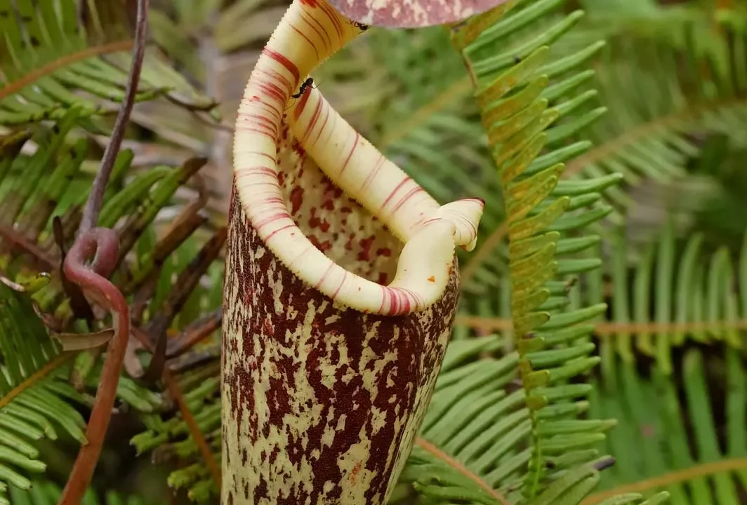 Carnivorous Plant: The Fascinating World of the Pitcher Plant