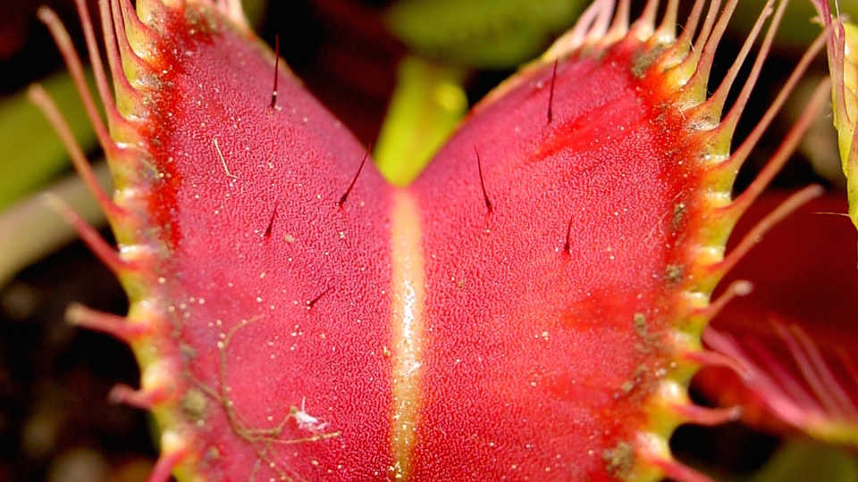 Carnivorous Plant