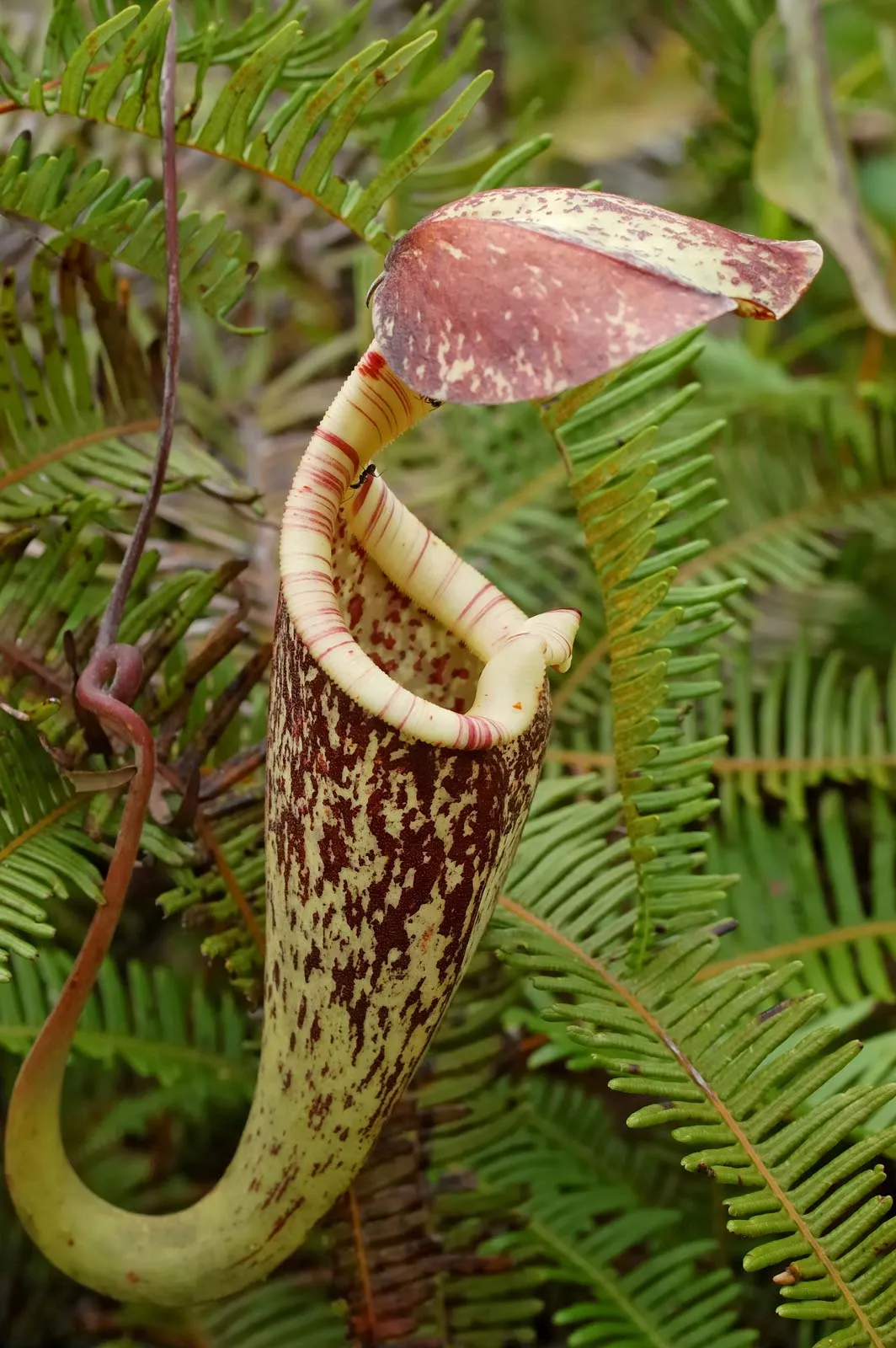 Carnivorous Plant