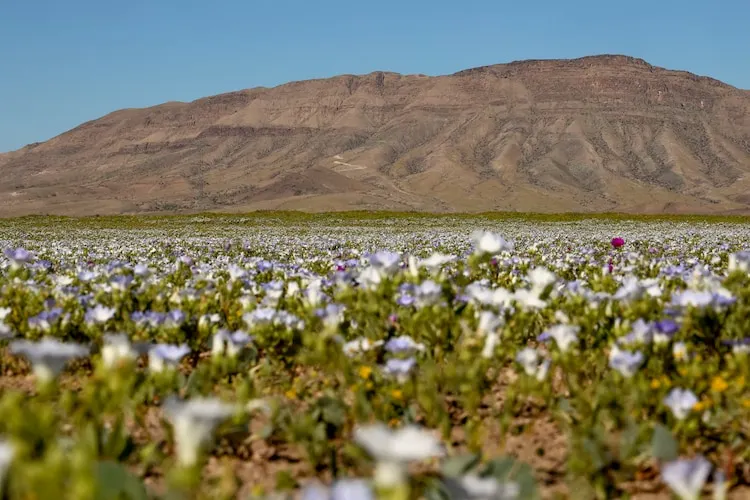 Desert in Bloom