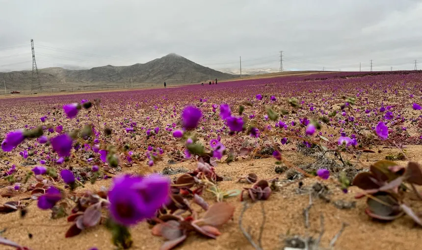 Desert in Bloom