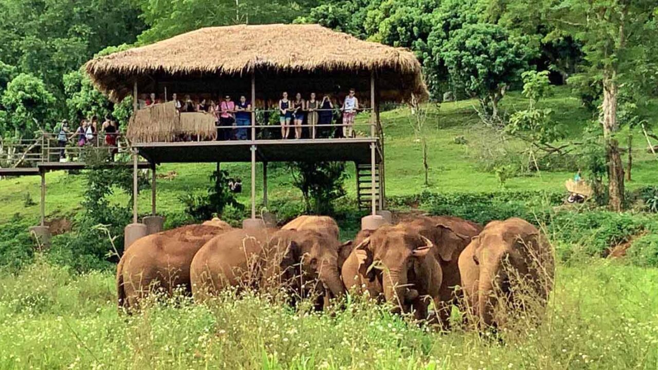 Elephant Nature Park Chiang Mai, Thailand’s Leading Ethical Elephant Sanctuary