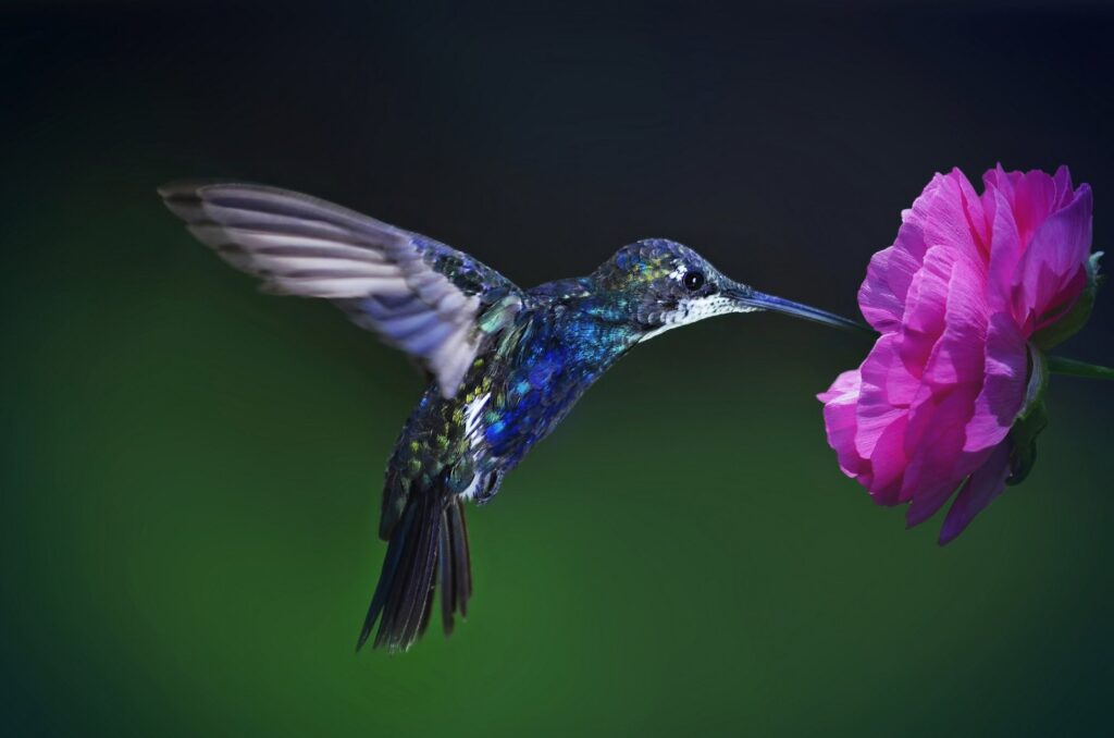 Hummingbird