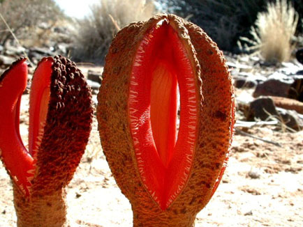 Hydnora africana: The Bizarre Underground Parasitic Plant That Smells Like Decay
