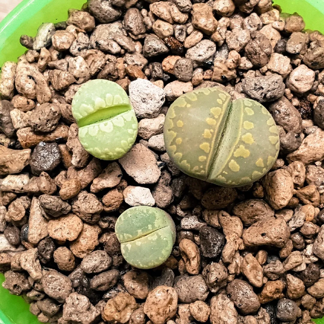Lithops