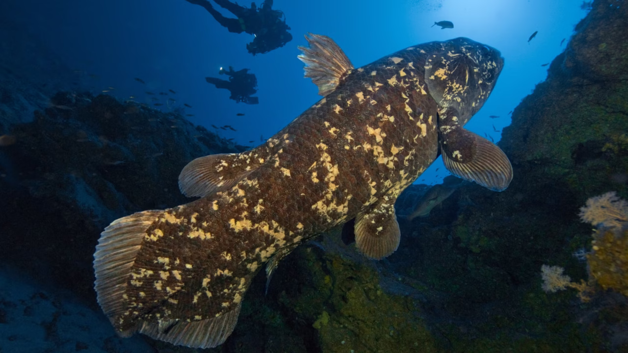 Living Fossil: The Coelacanth – The Ancient Fish That Survived 400 Million Years