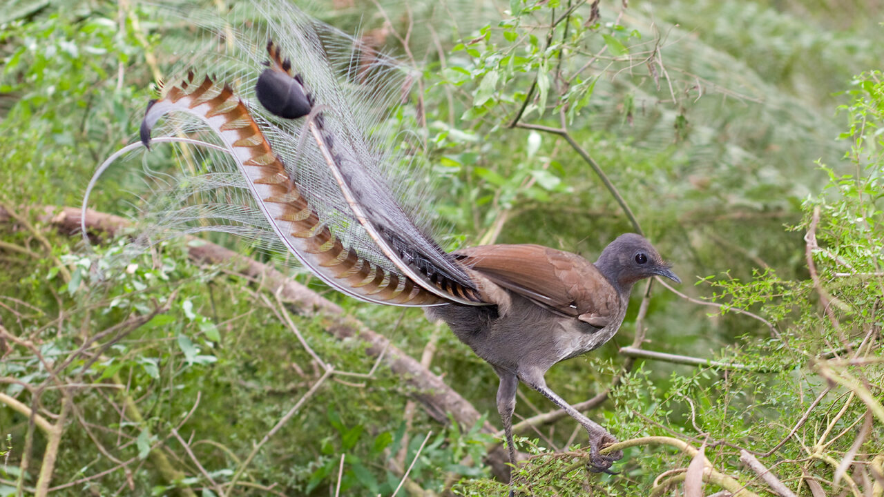 Lyrebird, Australia: The Master Mimic of Nature