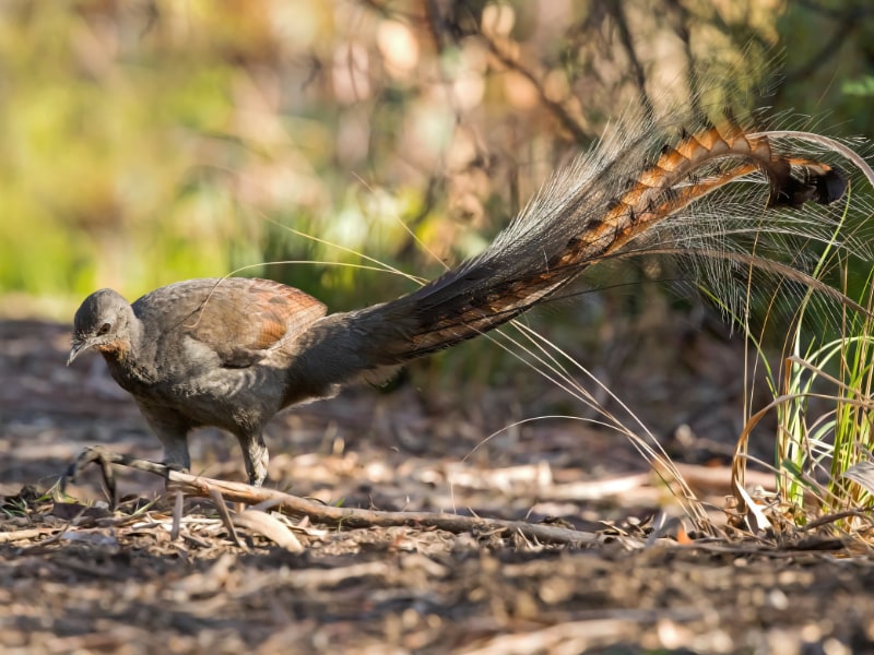 Lyrebird