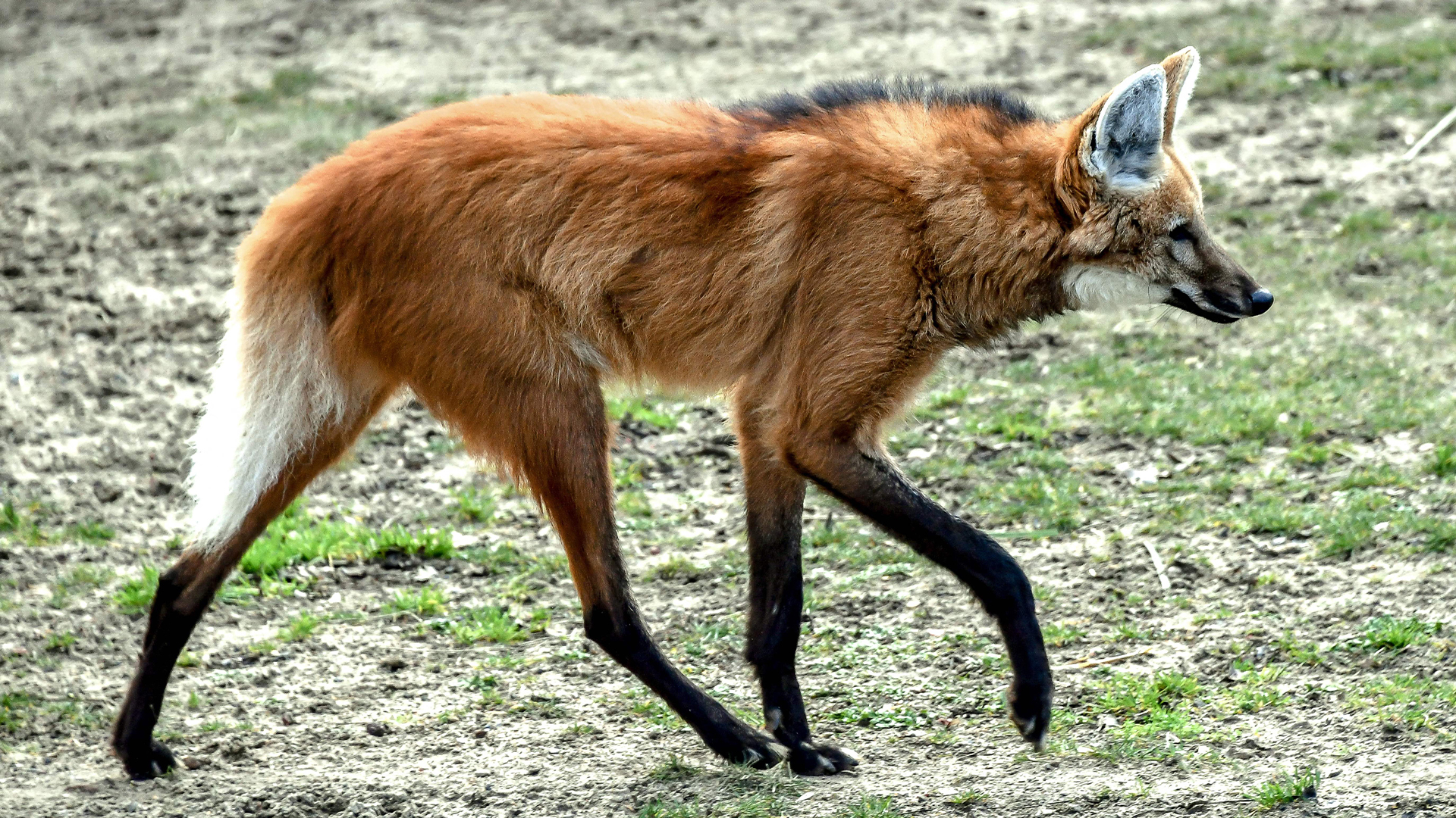 Maned Wolf