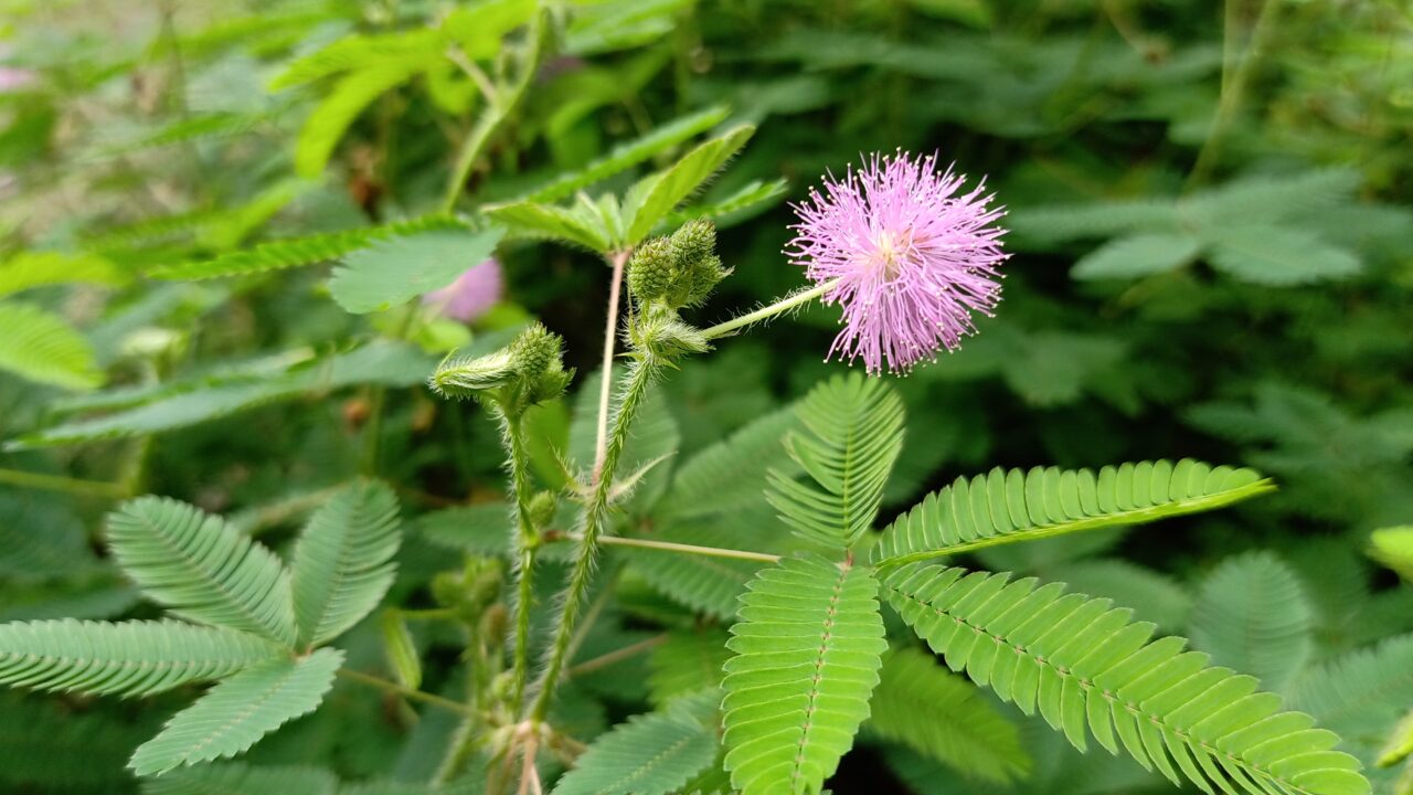 The Sensitive Plant (Mimosa pudica): The Touch-Me-Not That Moves When You Touch It