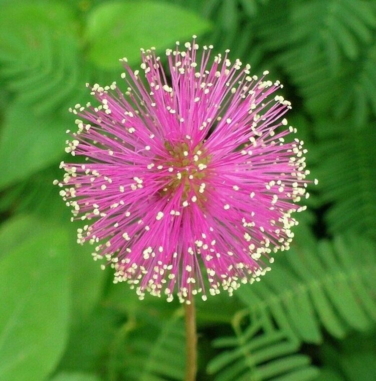 Mimosa pudica