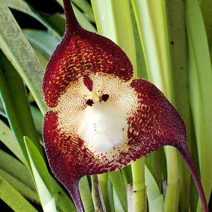 Monkey Orchid
