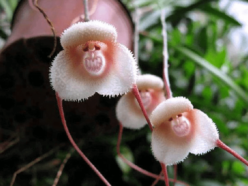 Monkey Orchid (Dracula simia): The Orchid That Looks Like a Monkey’s Face