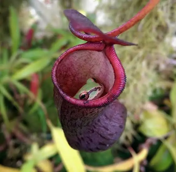 Nepenthes