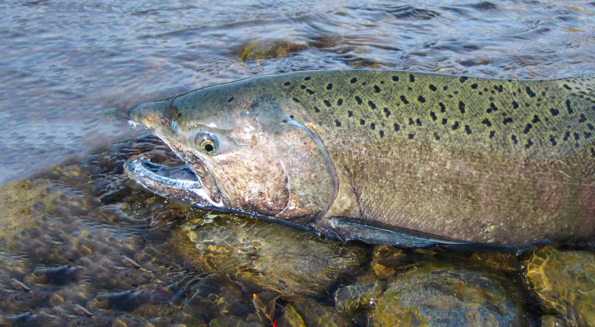 Oxygen Free Animal Discovery