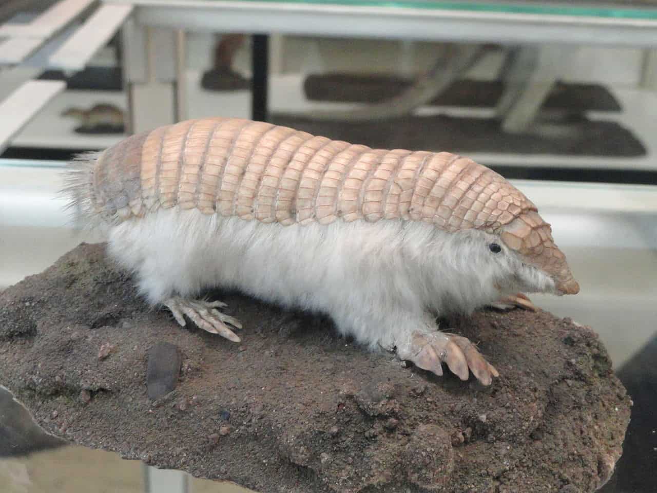 Pink Fairy Armadillo