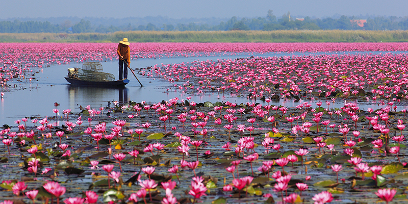 Red Lotus Sea Udon Thani