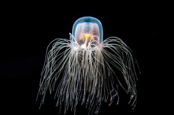 The Immortal Jellyfish