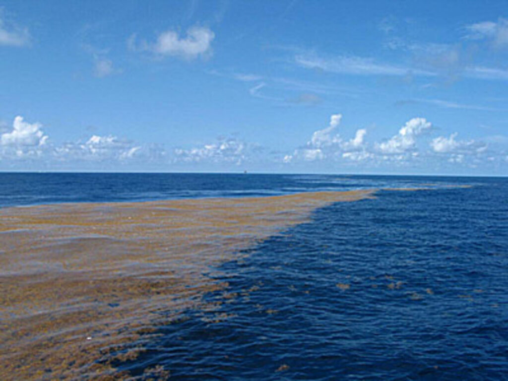 The Sea Without Shores Sargasso Sea