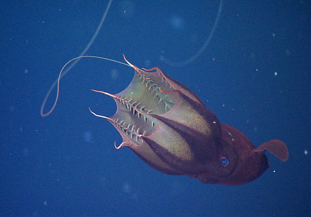 Vampire Squid