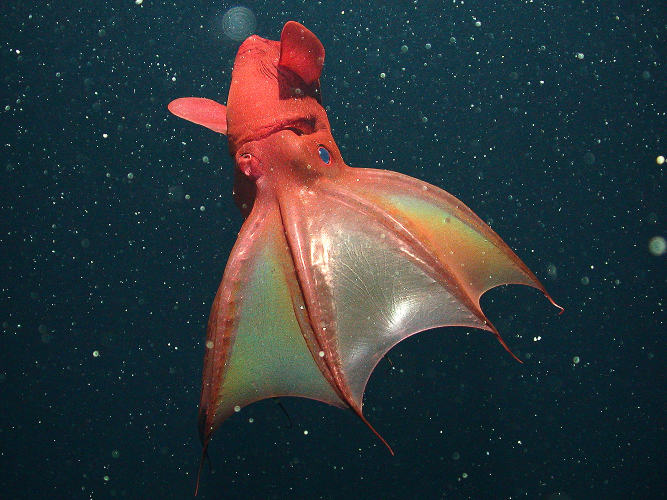Vampire Squid