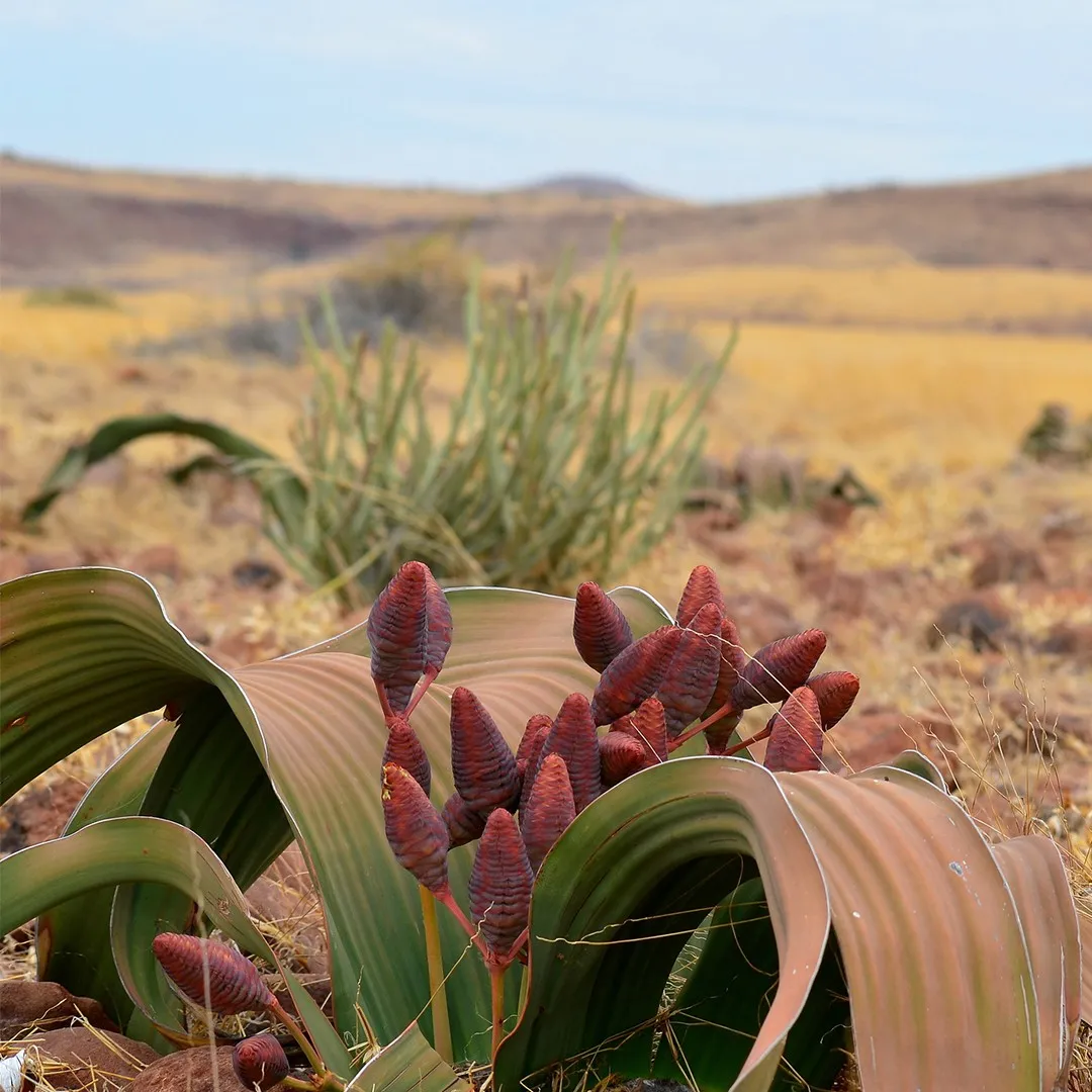 Welwitschia mirabilis