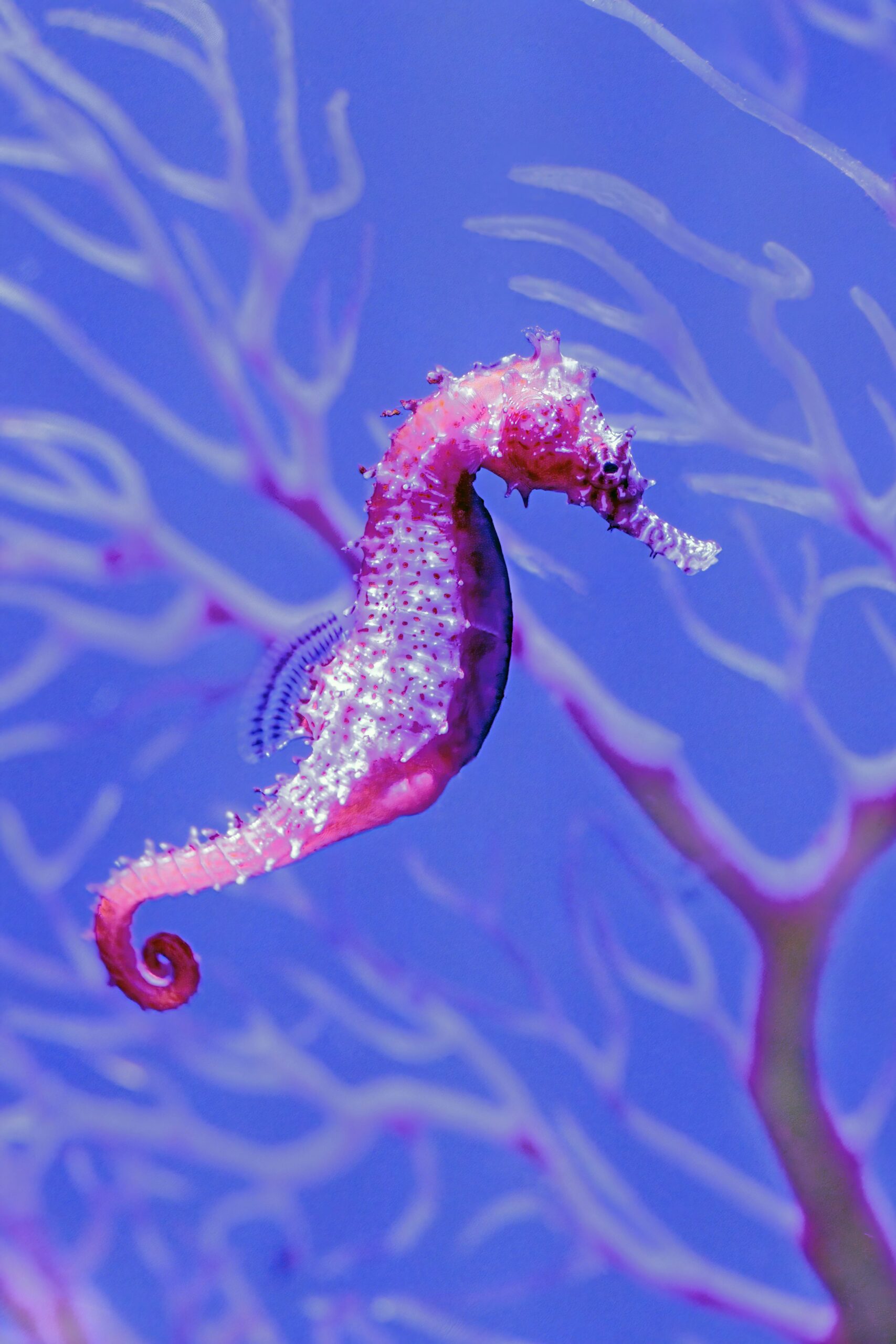 seahorse