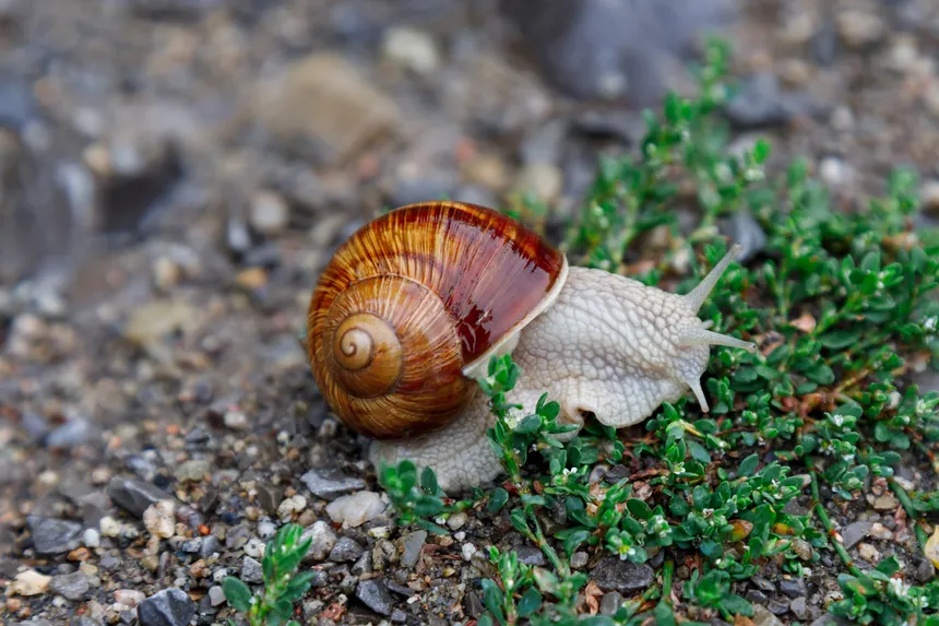 snail