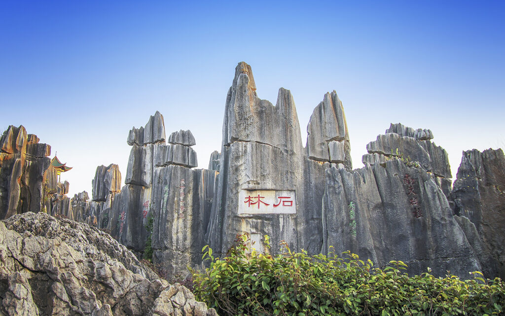 STONE FOREST